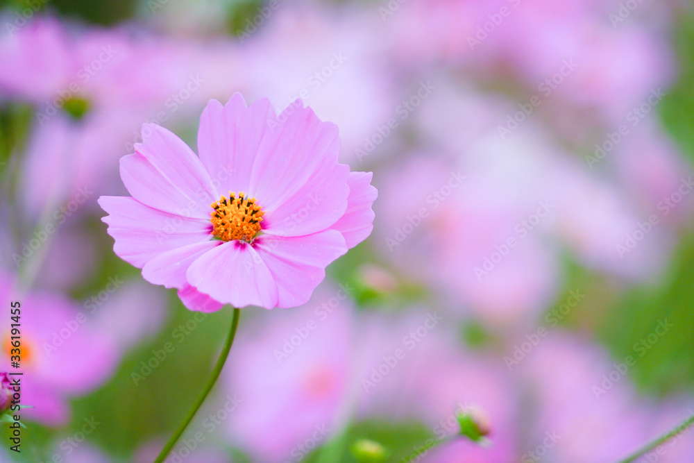 Flower field in summer.Scenery view of beautiful cosmos flower field in morning.Pink flowers field landscape