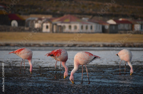 Różowe flamingi w Boliwii
