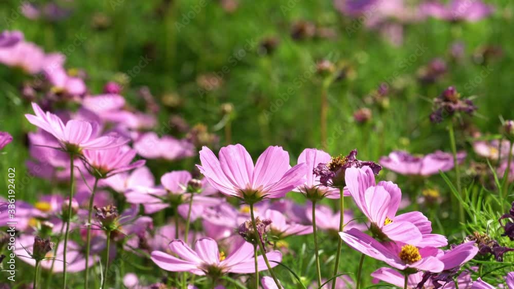 Beautiful pink and red cosmos flower in field garden blooming scene nature landscape backgrounds. Blooming petal beauty colorful cosmos tree on spring season Beautiful pink and red cosmos flower in field garden blooming scene nature landscape backgrounds. Blooming petal beauty colorful cosmos tree on spring season