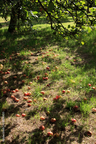 Photography Saltash (England), UK - August 21, 2015: Cotehele park, near Saltash,  Cornwall, England, United Kingdom