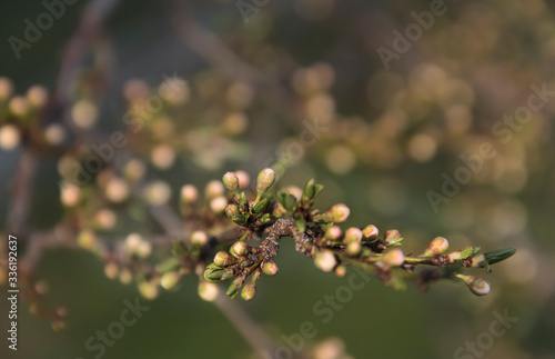 Flower buds of apple tree in spring garden