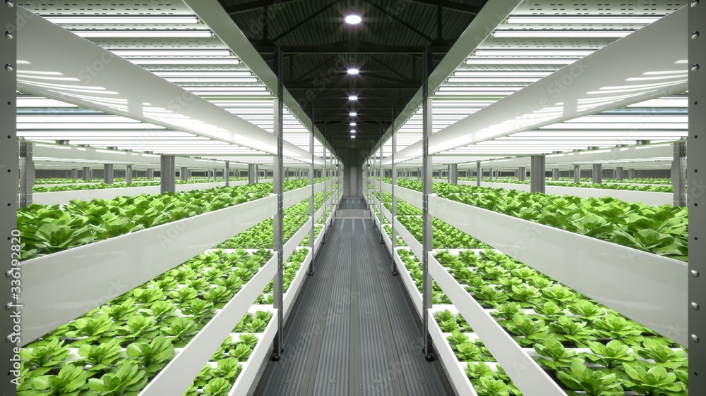 Indoor hydroponic vegetable plant factory in exhibition space warehouse. Interior of the farm hydroponics. Vegetables farm in hydroponics. Lettuce farm growing in greenhouse. Concrete floor. 3D render - obrazy, fototapety, plakaty 