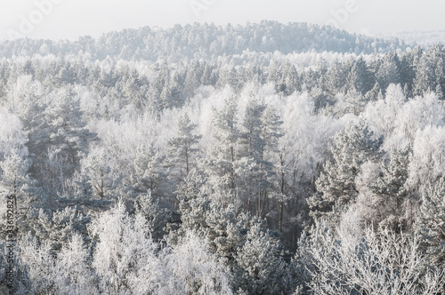 Frosty winter forest landscape, Sweden.
