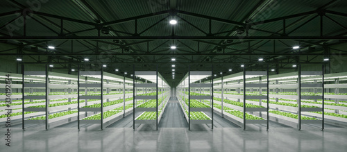 Indoor hydroponic vegetable plant factory in exhibition space warehouse. Interior of the farm hydroponics. Vegetables farm in hydroponics. Lettuce farm growing in greenhouse. Concrete floor. 3D render photo