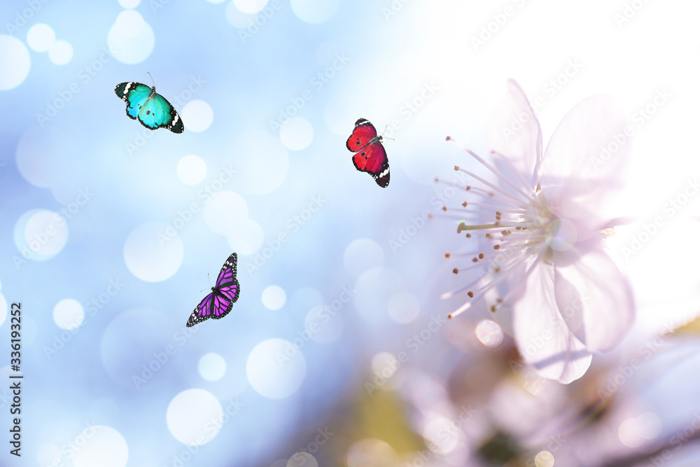 Beautiful butterflies and blooming flower outdoors on sunny day