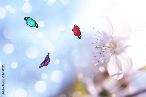 Beautiful butterflies and blooming flower outdoors on sunny day © New Africa