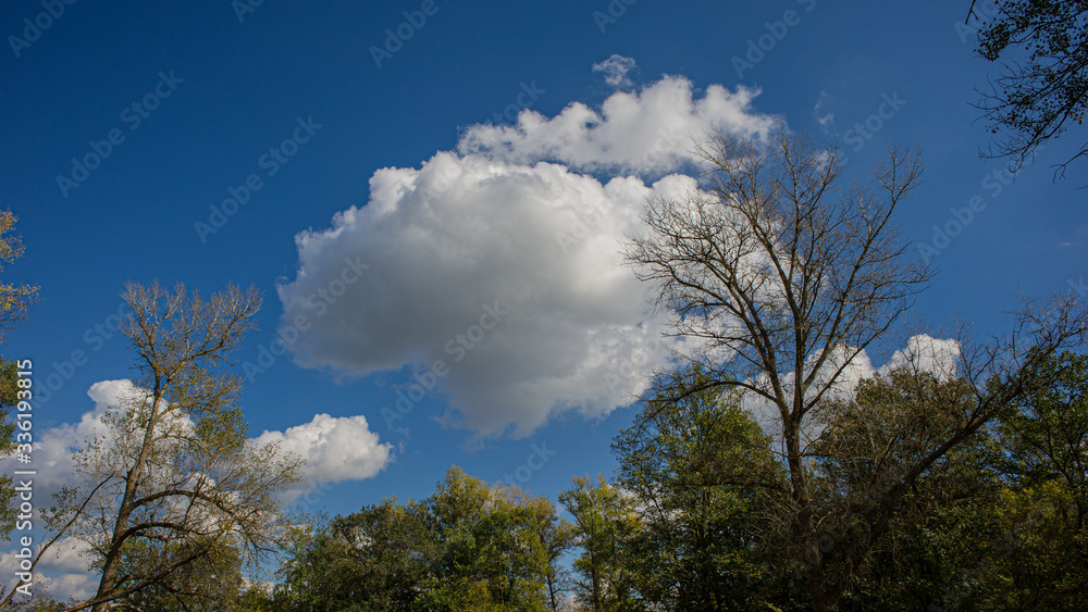 treetops and white clouds against a blue sky. treetops and white clouds against a blue sky.