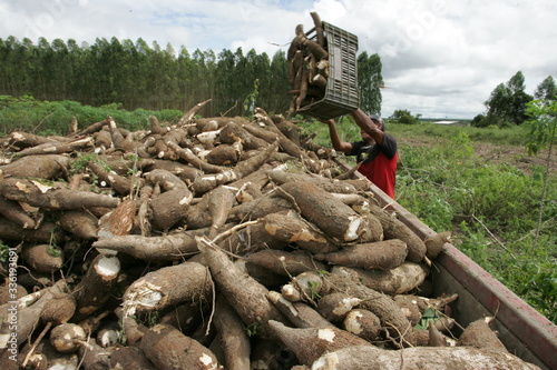 Cassava harvesting for flour production