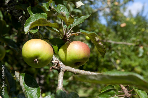 Fototapet Saltash (England), UK - August 21, 2015: Apples in Cotehele park, near Saltash,  Cornwall, England, United Kingdom