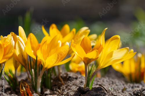 Yellow crocuses bloomed in the spring