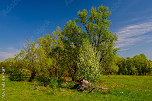 Deciduous forest and flowering trees in a meadow covered with fresh green grass.