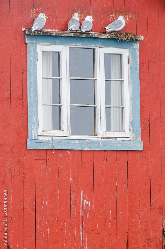 Seagulls on top of window, Norway.