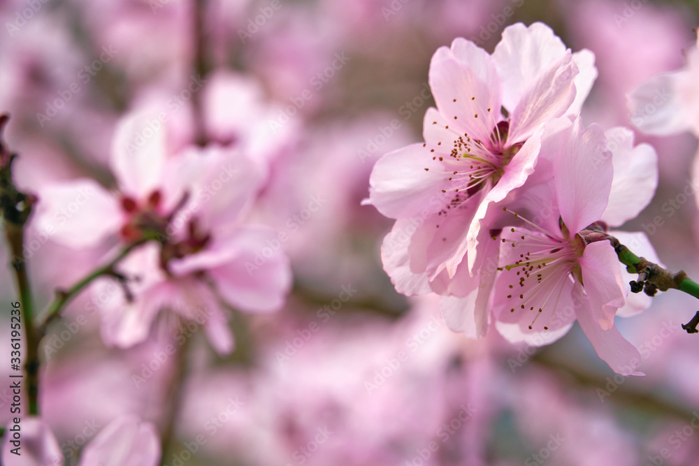 beautiful spring landscape - blooming trees, bright pink and white flowers as background