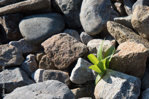 The green plant breaks through and grows on the rocks. Concept. Recovery, willpower. photo