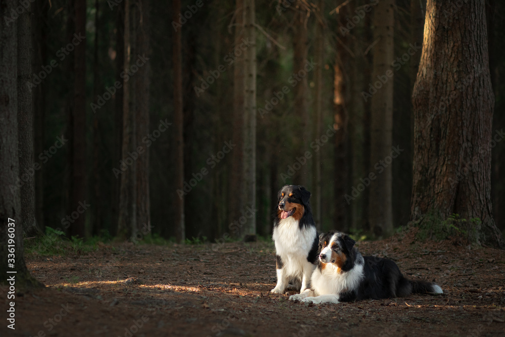 two dogs in the forest. Pet in nature at sunset. Tricolor Australian Shepherd Dog outdoors
