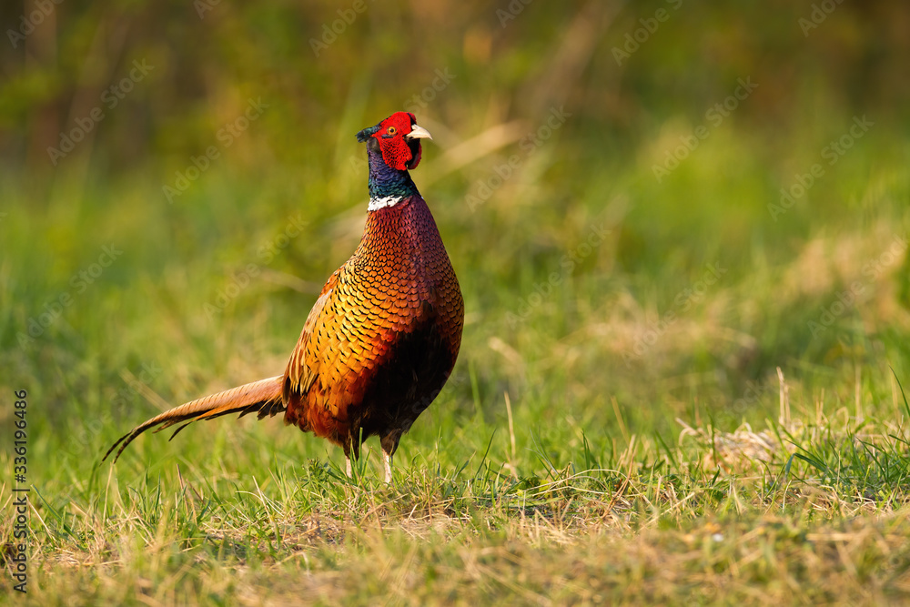 Fototapeta premium Colourful male of common pheasant, phasianus colchicus, walking and observing the grassy environment covered by sun. Tranquil ring-necked bird with distinctive feathers facing the sun in spring.