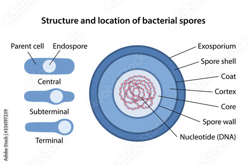 Bacterial spore structure with corresponding designations. Location of bacterial spores: central, terminal, subterminal. Microbiology. Vector illustration in flat style isolated over white background. photo