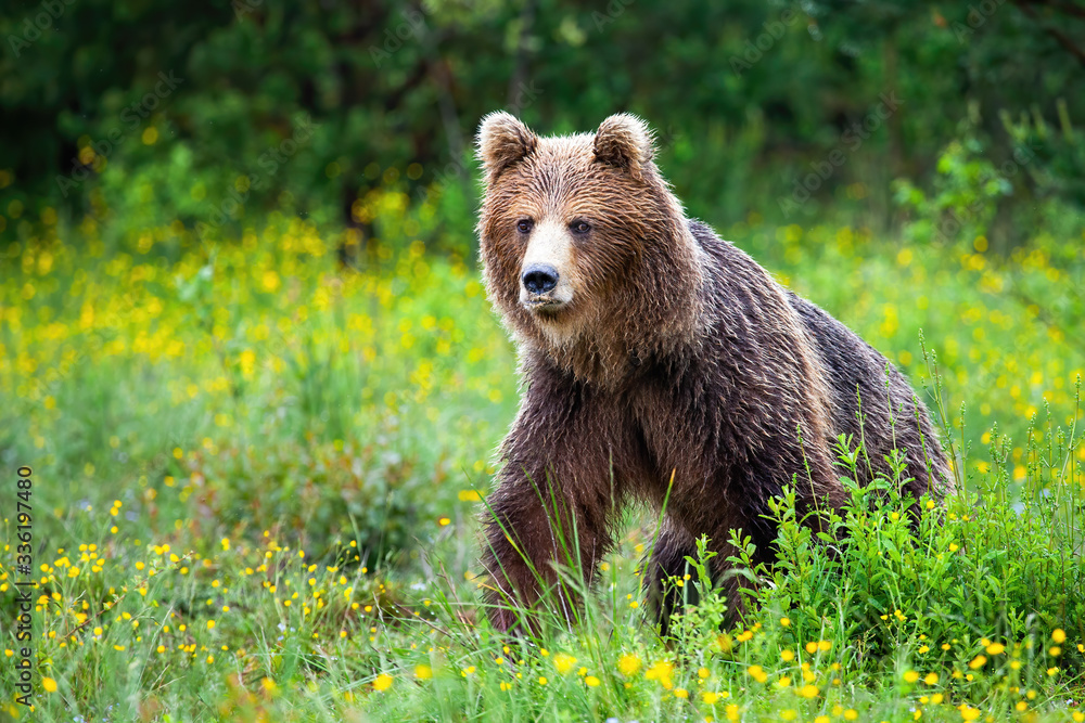 Fototapeta premium Dangerous brown bear, ursus arctos, approaching while protecting territory in nature. Aggressive mammal coming from front view with yellow flowers around and space for copy.