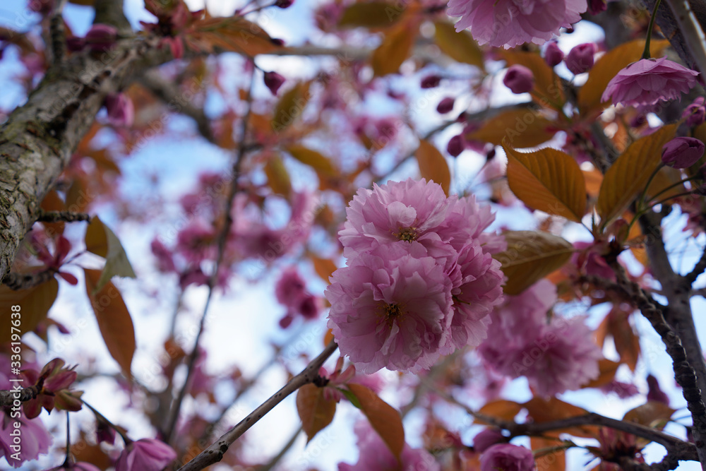Pink cherry blossom in springtime, floral background 