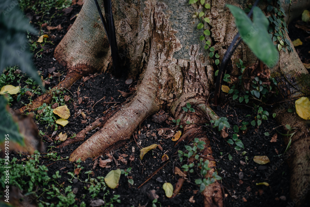 Trunks of tropical trees close-up in dense jungle. Forest Trunks of tropical trees close-up in dense jungle. Forest