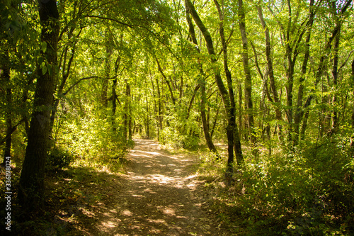 path in the forest-Primorsko-Bulgaria