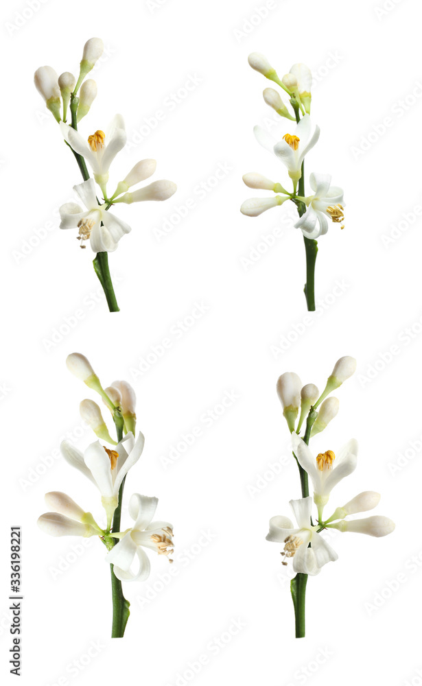 Set of branches with beautiful blooming citrus flowers on white background