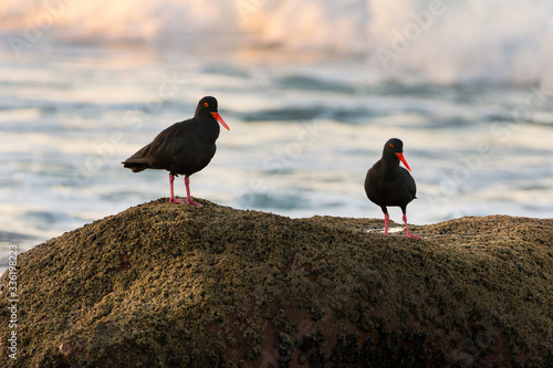 Photos African black oystercatcher pair on rocks, South Africa