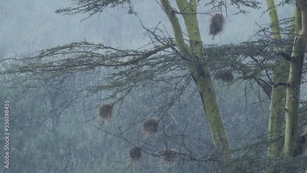 Video Stock Nests Of The Weaver Bird in a Tree during rainy season in