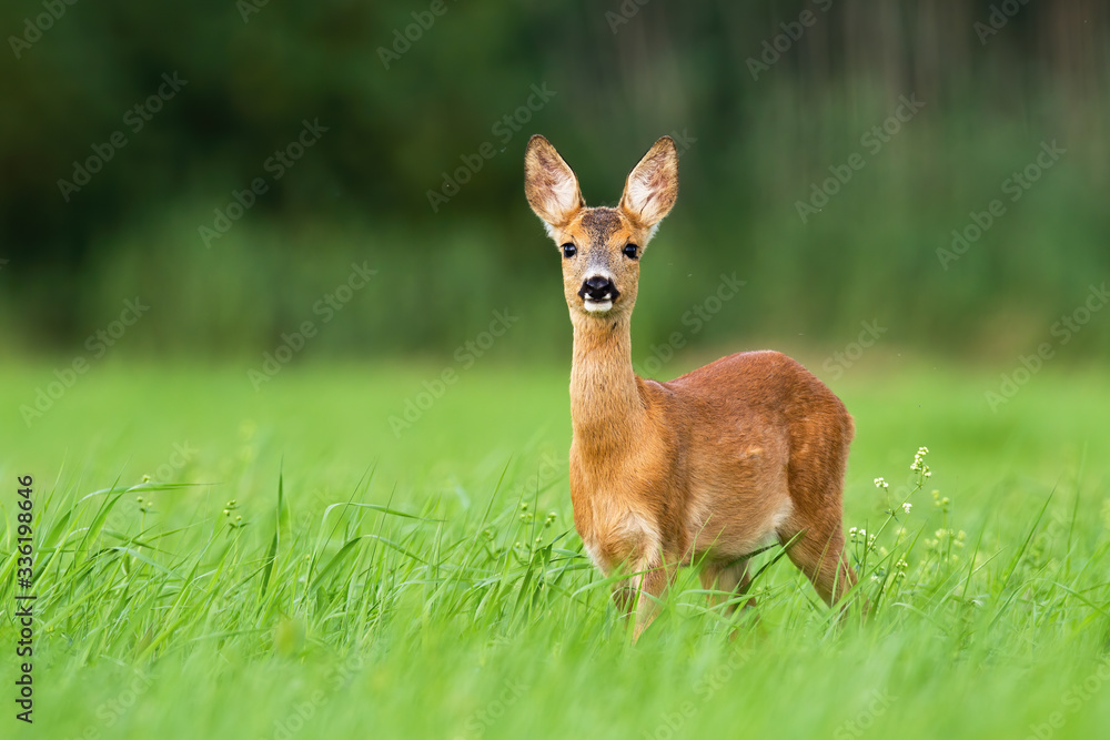 Surprised roe deer, capreolus capreolus, fawn looking into camera from front view on meadow with copy space. Alert wild animal with orange and brown fur in green summer nature. Surprised roe deer, capreolus capreolus, fawn looking into camera from front view on meadow with copy space. Alert wild animal with orange and brown fur in green summer nature.