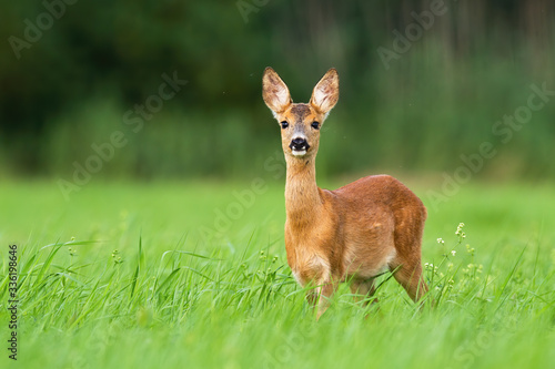 Tela Surprised roe deer, capreolus capreolus, fawn looking into camera from front view on meadow with copy space