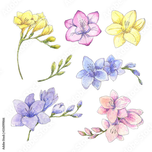 Freesia flowers set isolated on white. Hand drawn watercolor botanical illustration. Realistic floral blossom elements for wedding, birthday, greeting cards, packaging design.