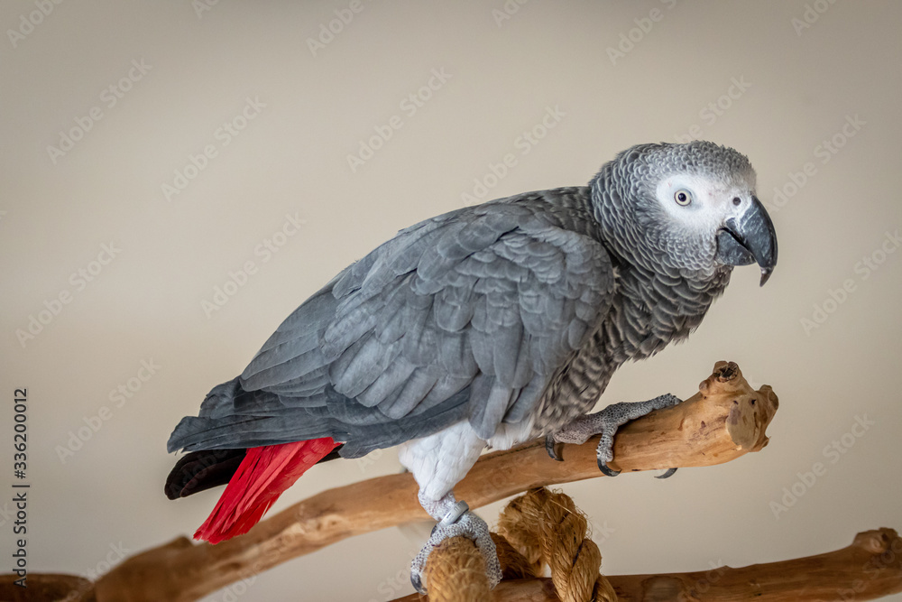 Obraz premium Charlie