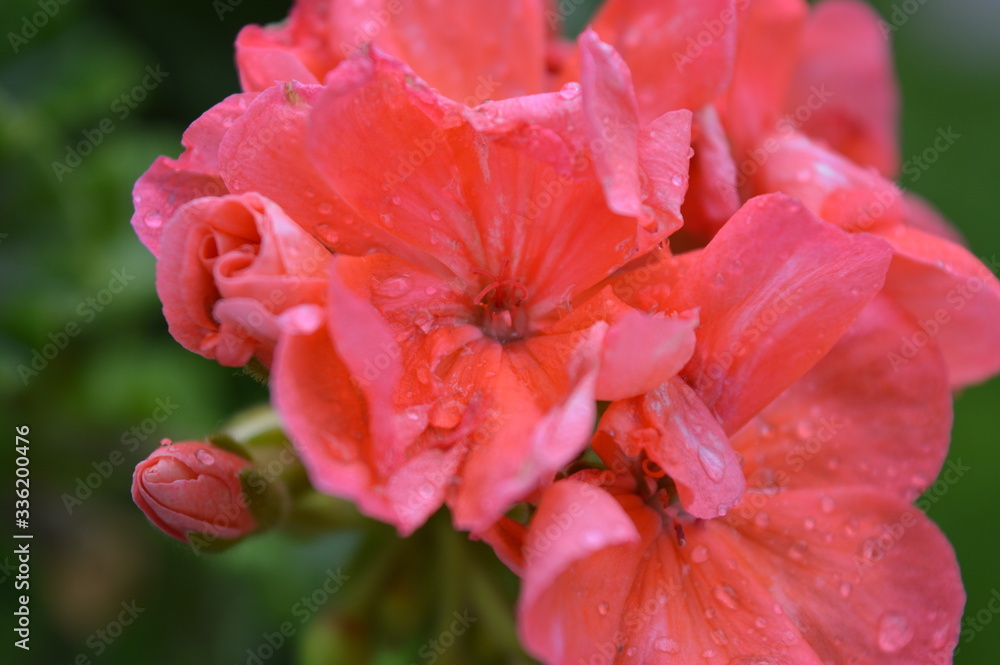 Rosa Blume Rosa Blume