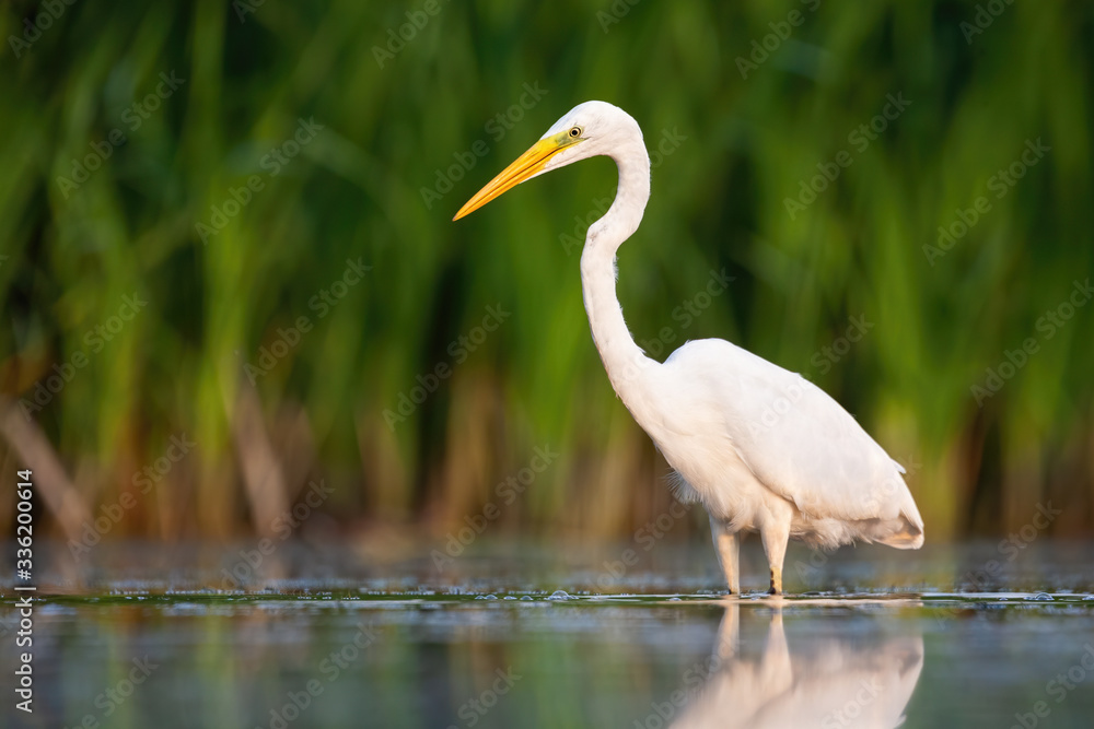 Alert great egret, ardea alba, standing water with green blurred background in summer nature. Elegant large bird looking on surface in wetland from low angle front view with copy space. Alert great egret, ardea alba, standing water with green blurred background in summer nature. Elegant large bird looking on surface in wetland from low angle front view with copy space.