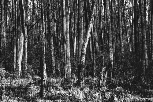 Wald in Schwarz Weiß BNW Black and White