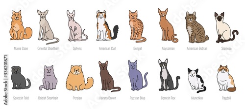 Popular cat breeds full face vector set line sketch isolated illustration.