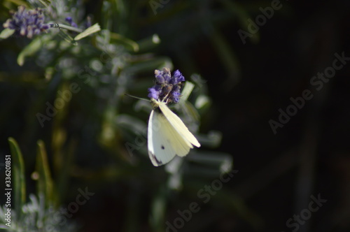 Schmetterling auf einem Grashalm 6