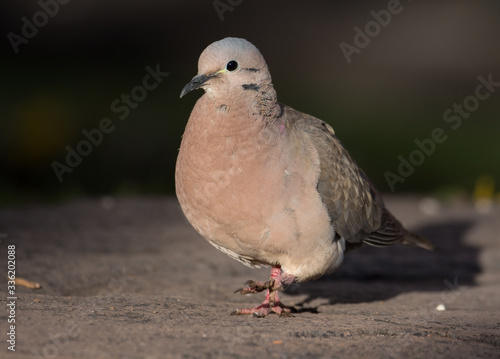Eared Dove on the ground at cusco square © Julio