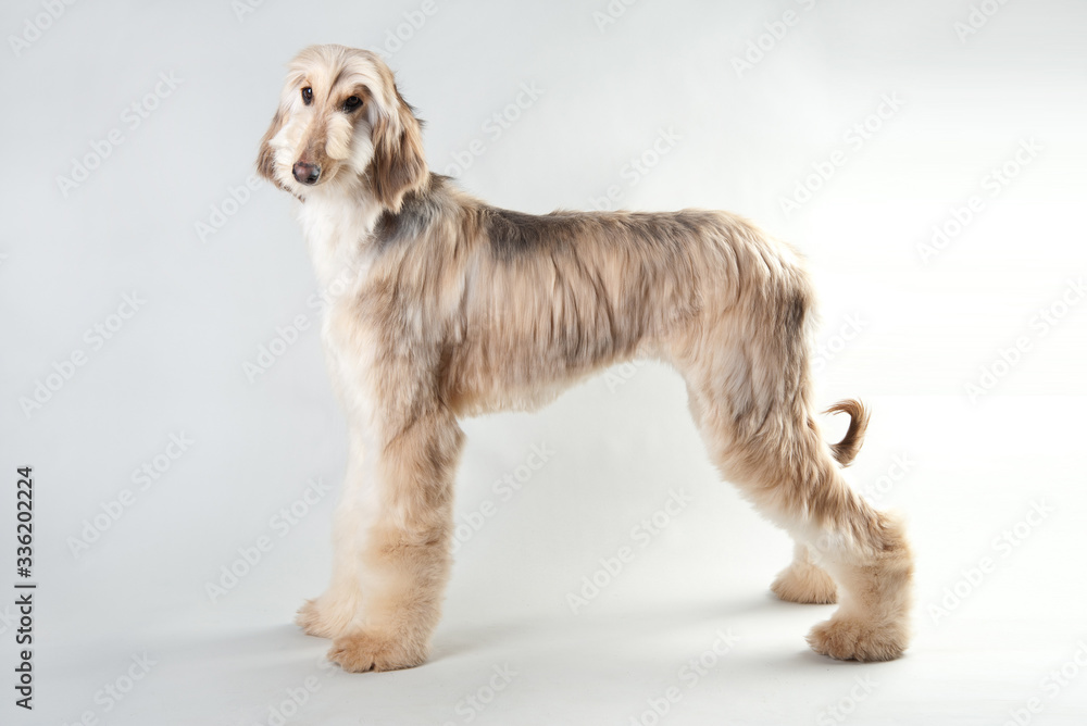 Afghan Hound puppy in studio on a white background Afghan Hound puppy in studio on a white background