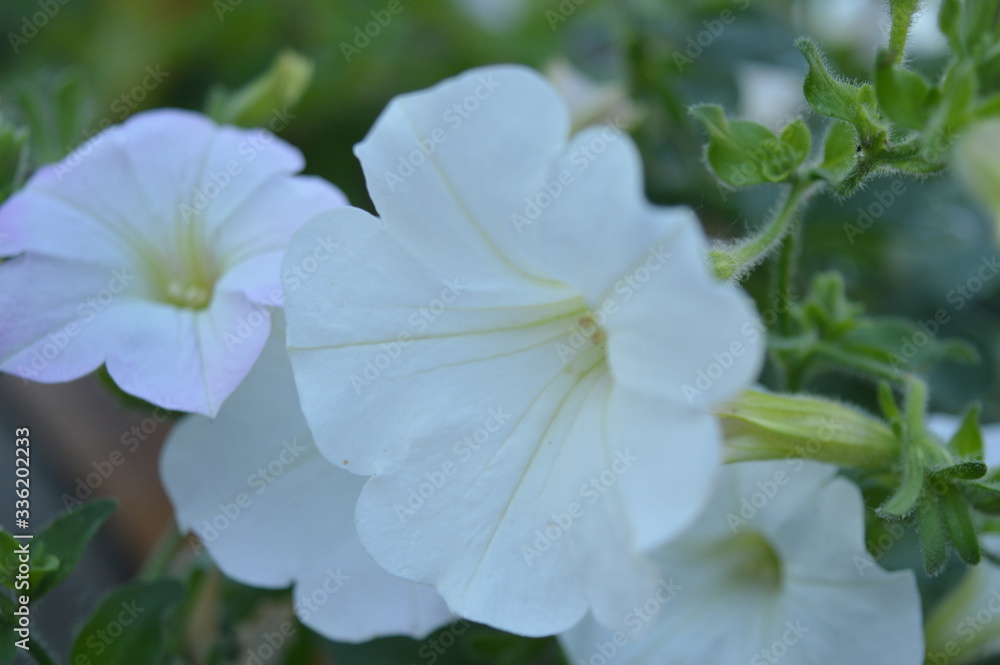 Weiße Blumen Weiße Blumen