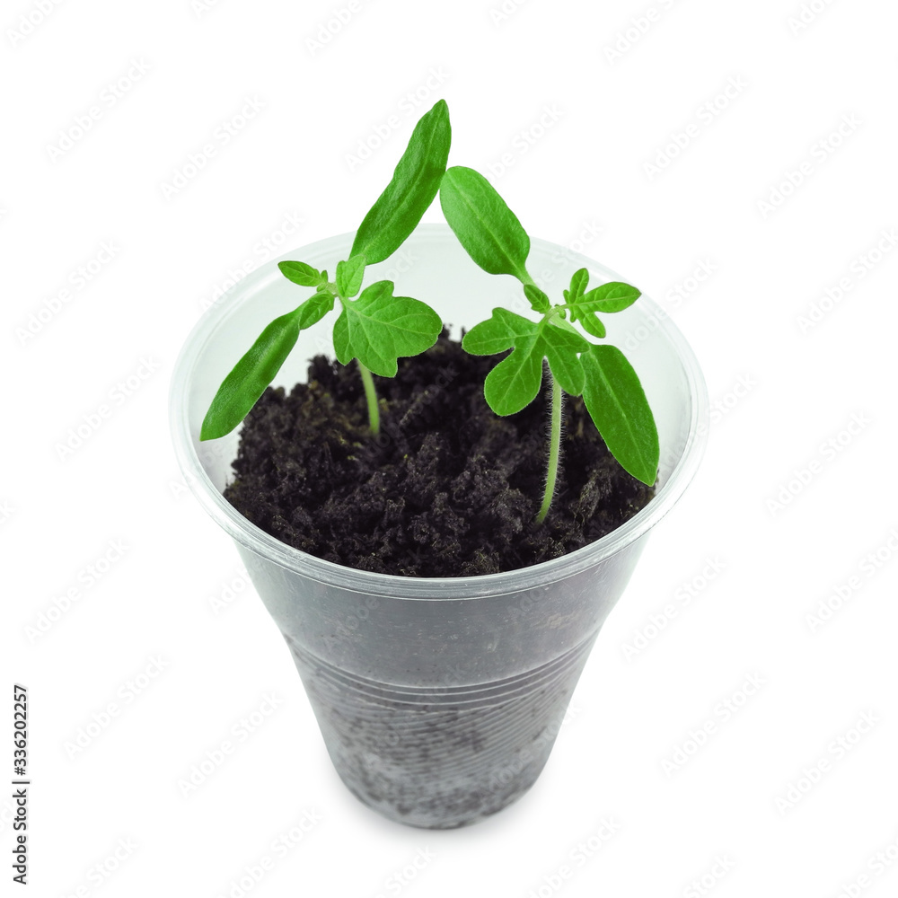 Closeup two-week tomato seedlings in plastic pot with soil isolated on white background. Vegetables
growing, kitchen garden. Closeup two-week tomato seedlings in plastic pot with soil isolated on white background. Vegetables
growing, kitchen garden.