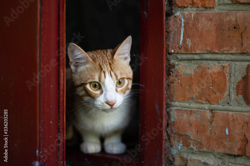 A young red cat looks out of a door in a brick house