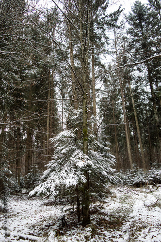 Tannenbaum im Wald