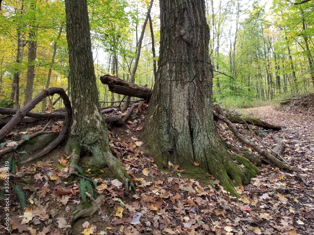 Tree roots in the woods