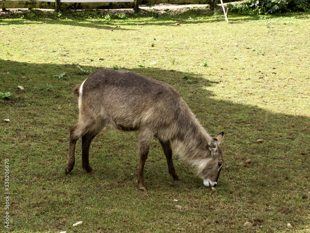 Fototapeta premium Antilope saber nature