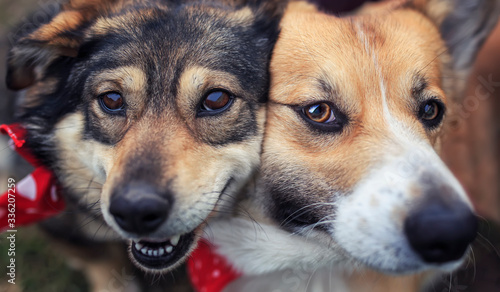 portrait two cute happy dogs sit next to each other with their funny muzzles pressed together © nataba