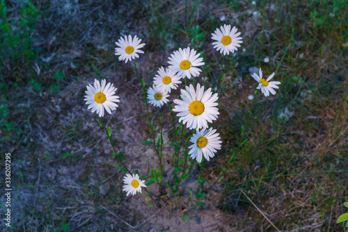 chamomile growing on the ground