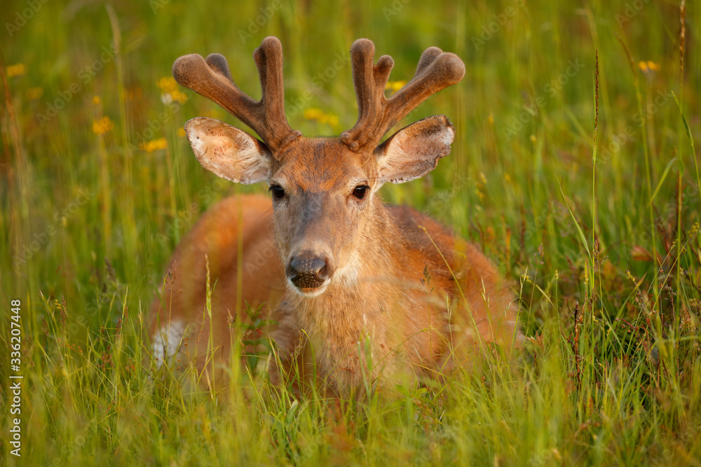 White-tailed Deer White-tailed Deer