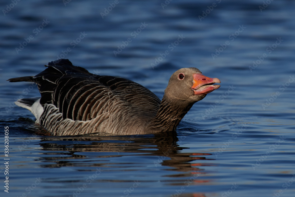 Greylag goose (Anser anser) in its habitat in Denmark Greylag goose (Anser anser) in its habitat in Denmark