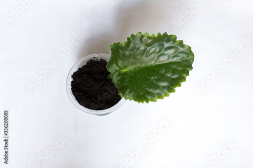 leaf stalk senpolia violet propagation soil sprout houseplant collecting variety planting photo